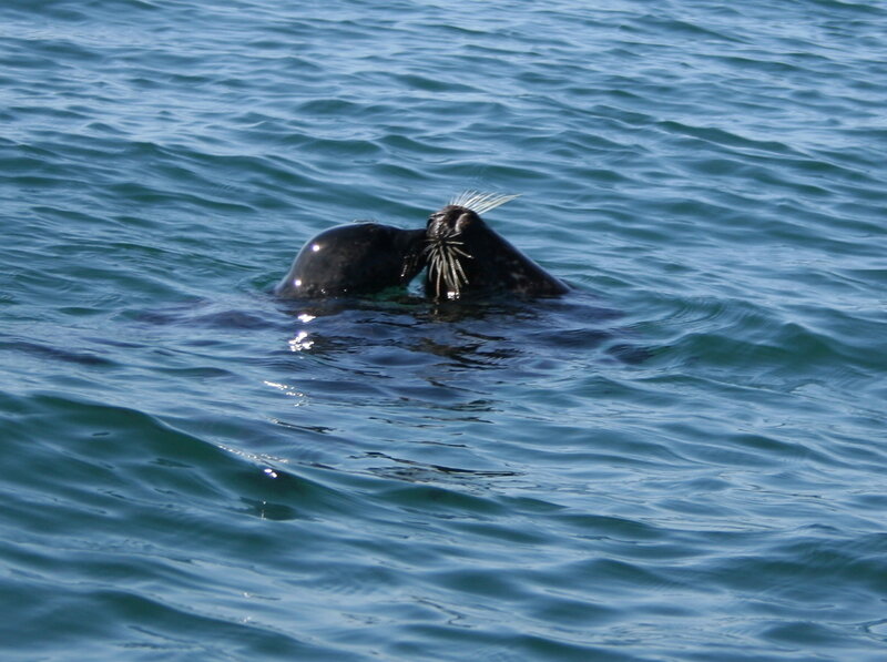 Seals in the ocean