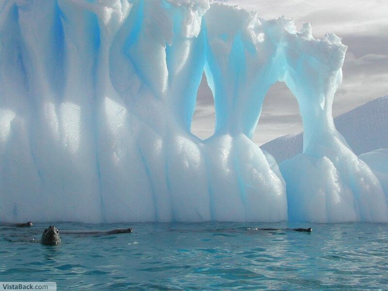 Seals near ice arch