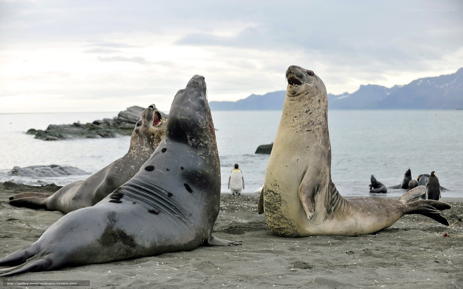 Seals on a beach