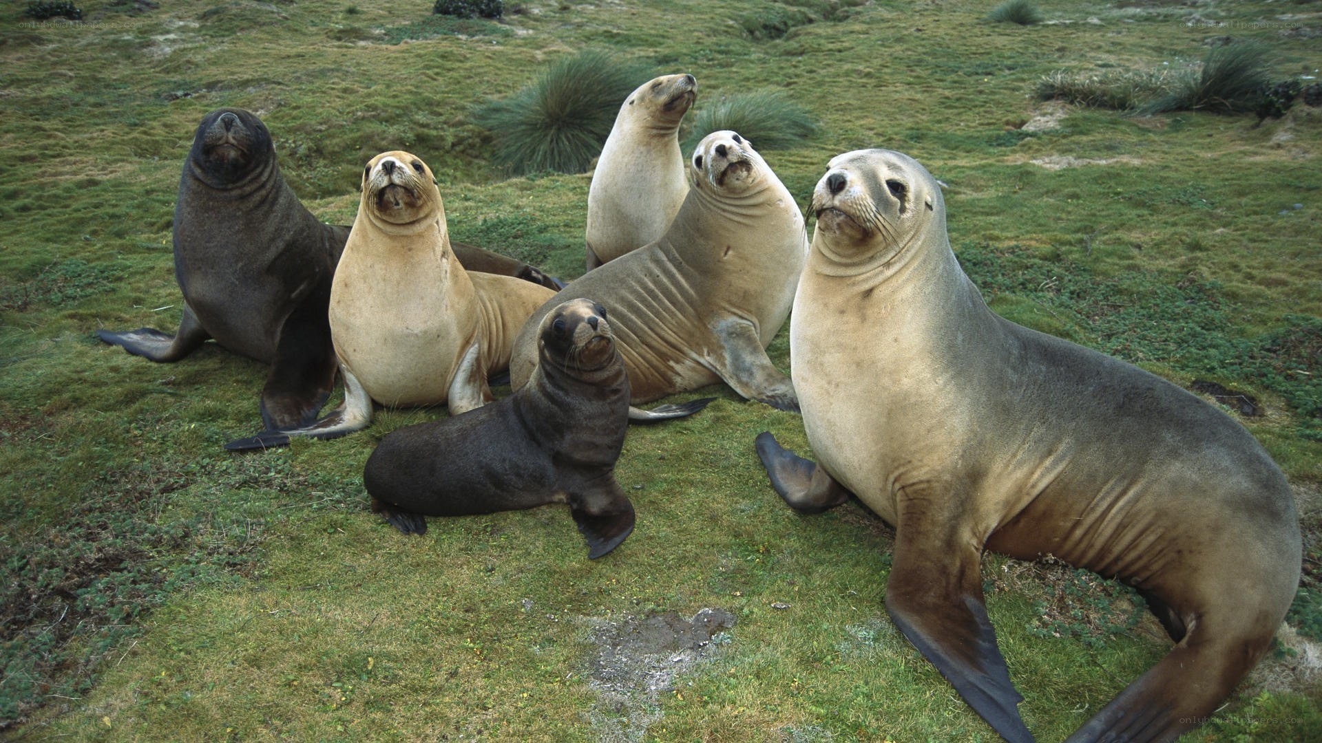 Seals on a grassy shore