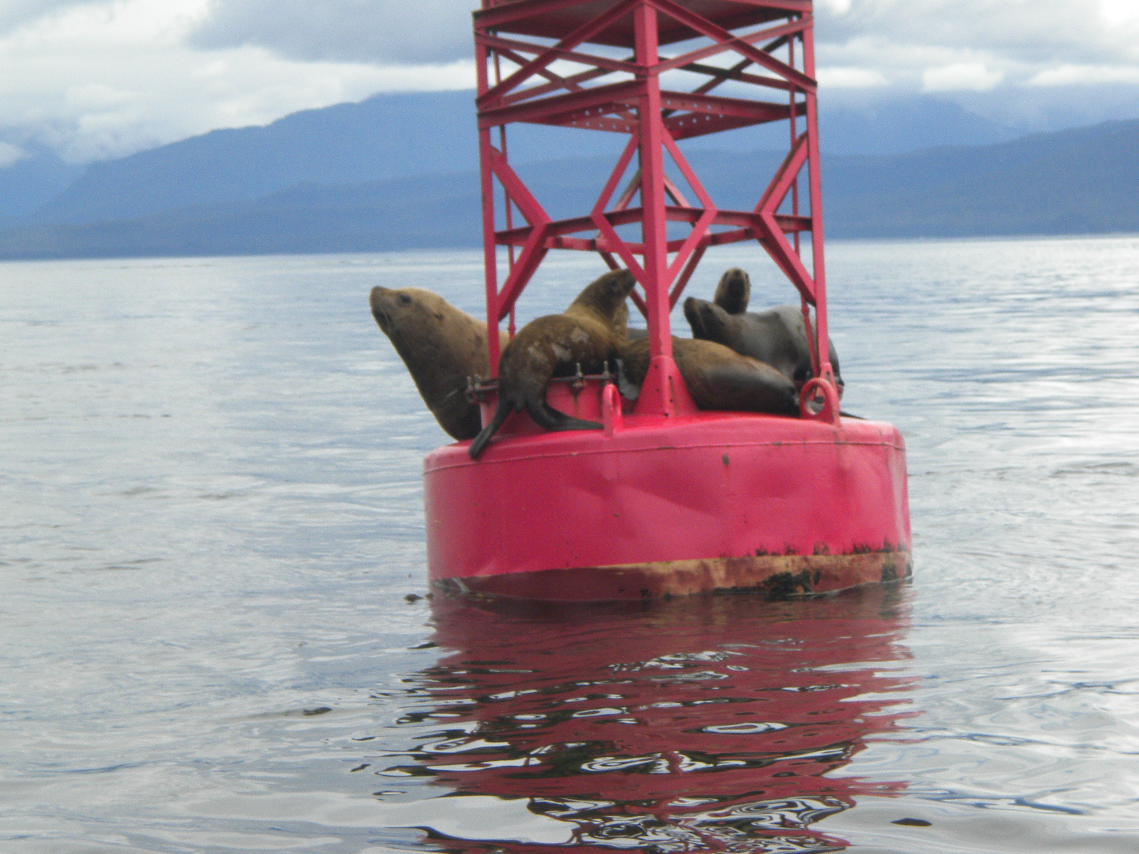 Seals on a red buoy