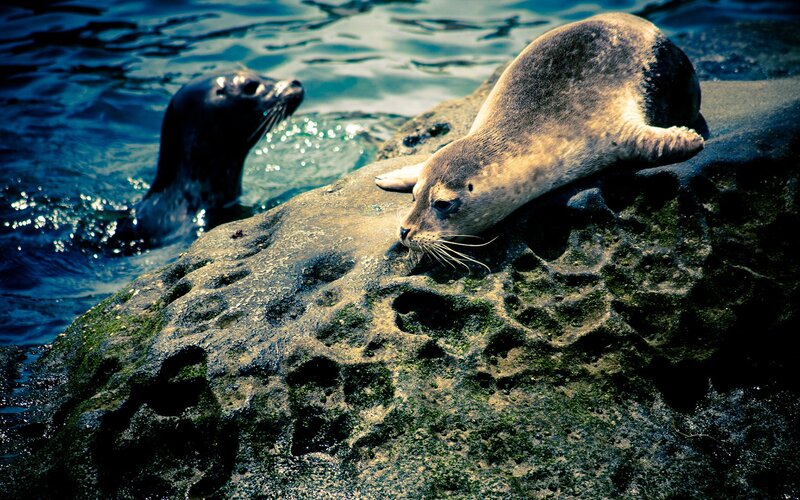 Seals on a Rock