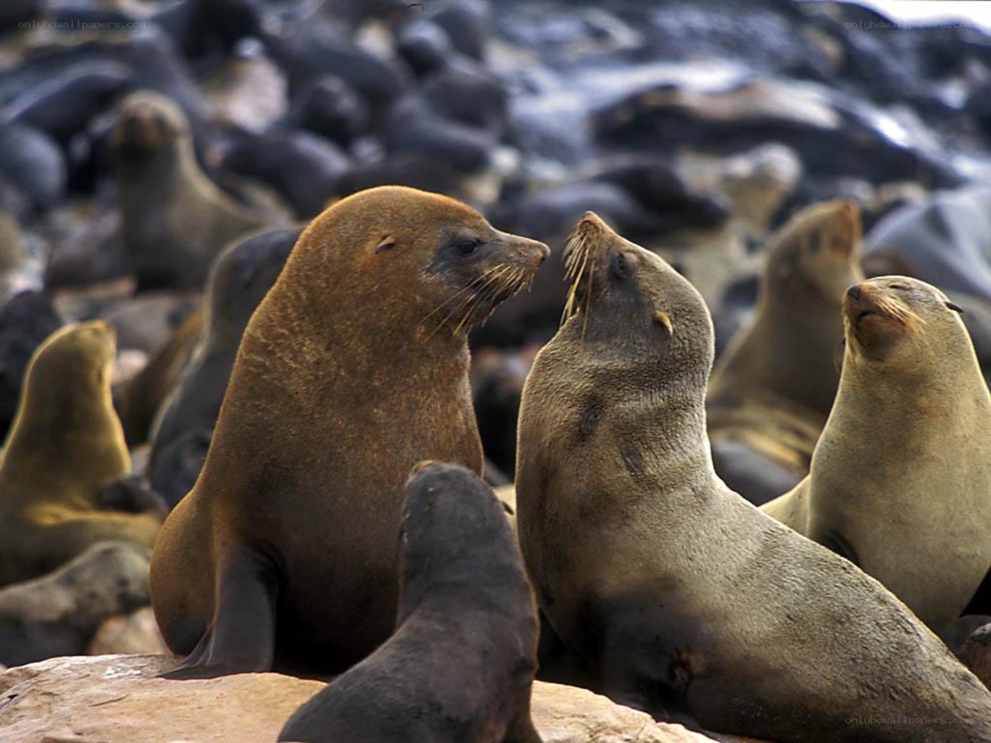 Seals on a rocky shore