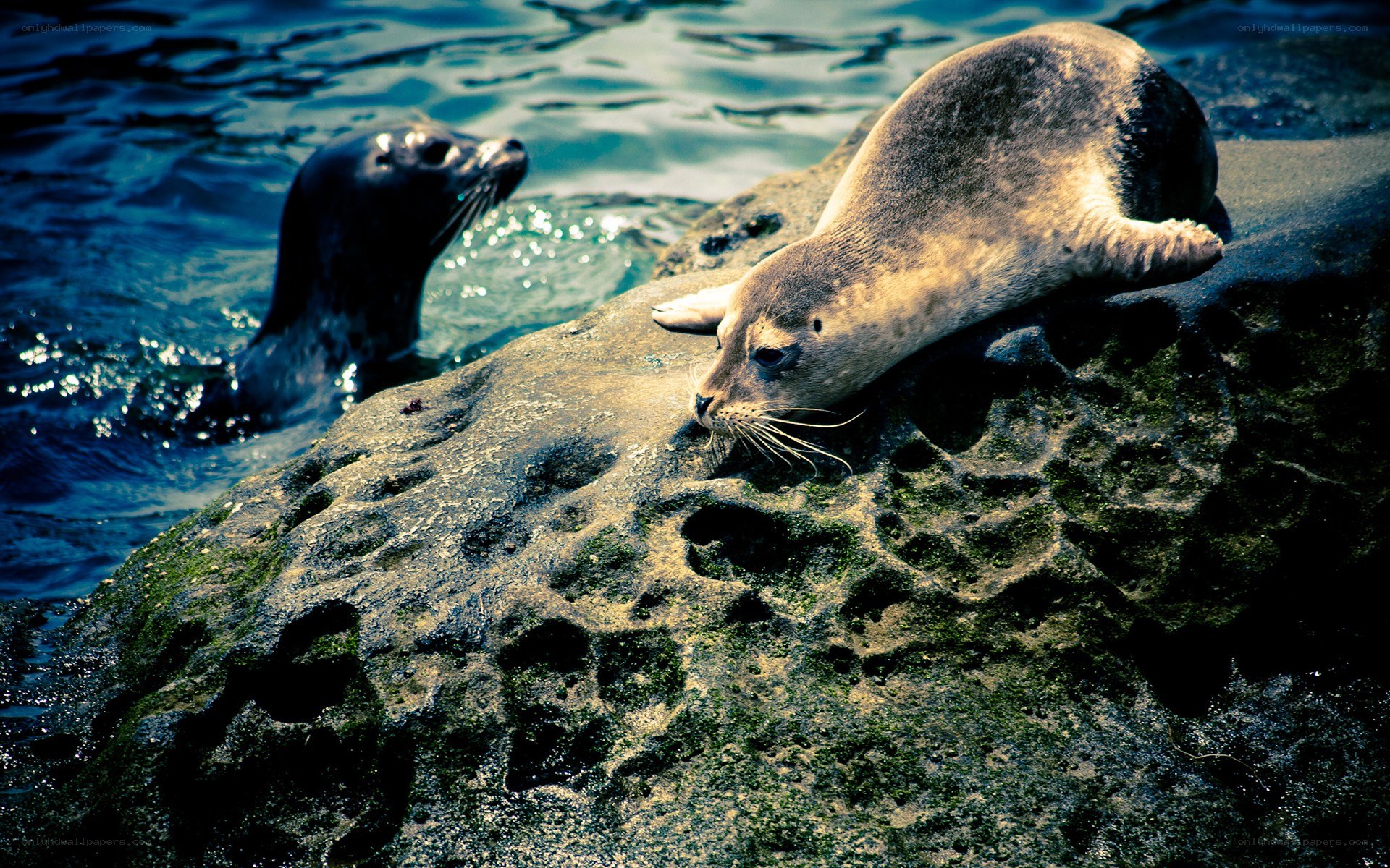 Seals on a rocky shore