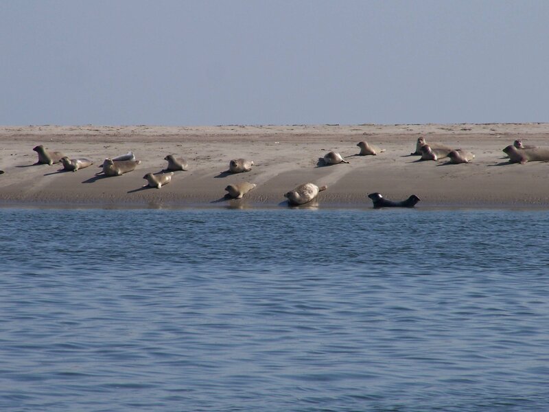 Seals on a Sandbar