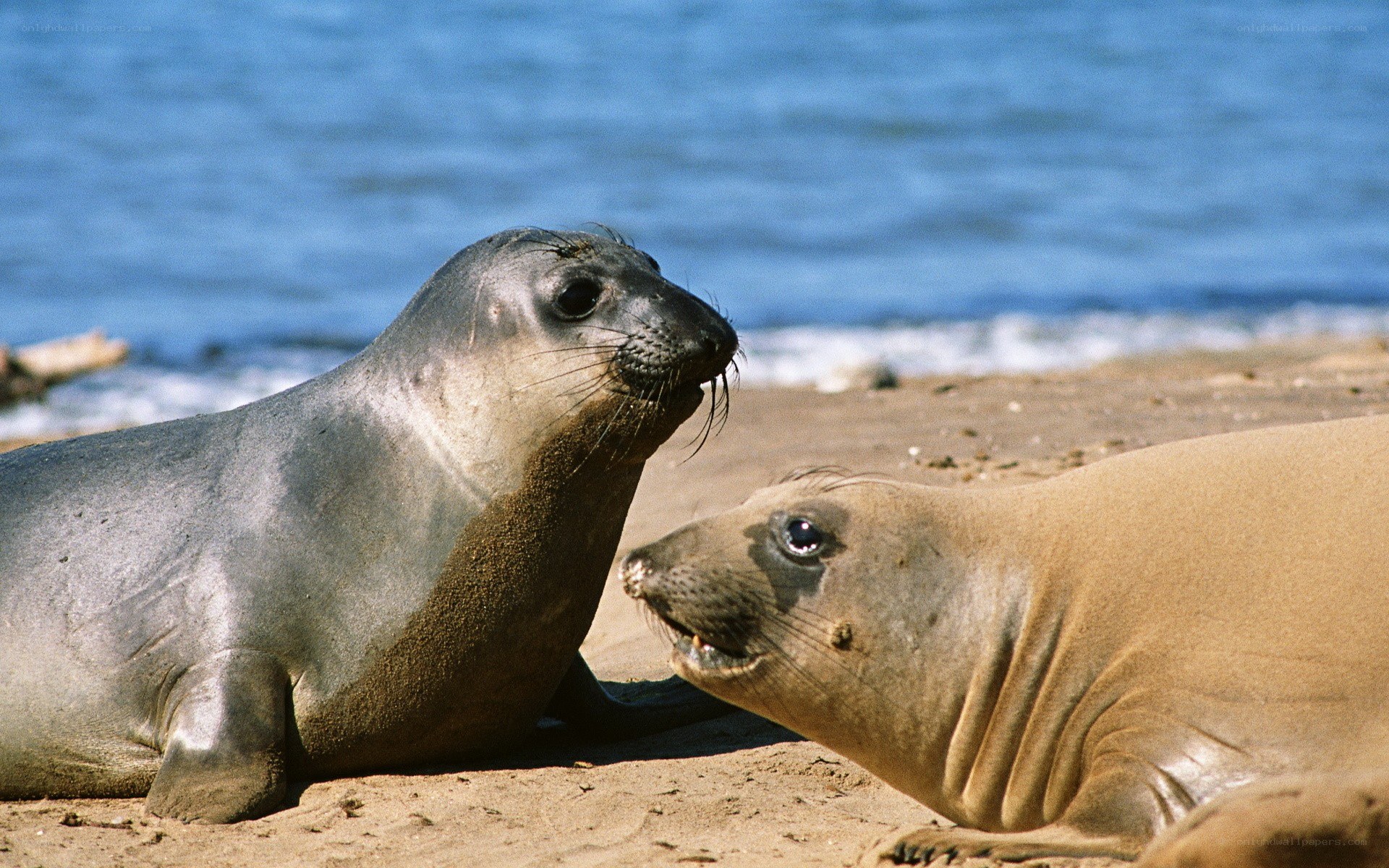 Seals on a sandy beach