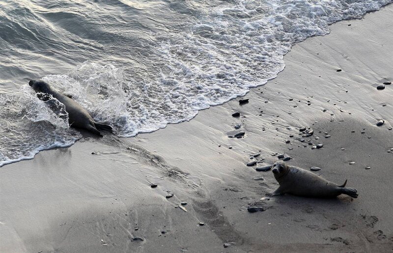 Seals on a sandy beach