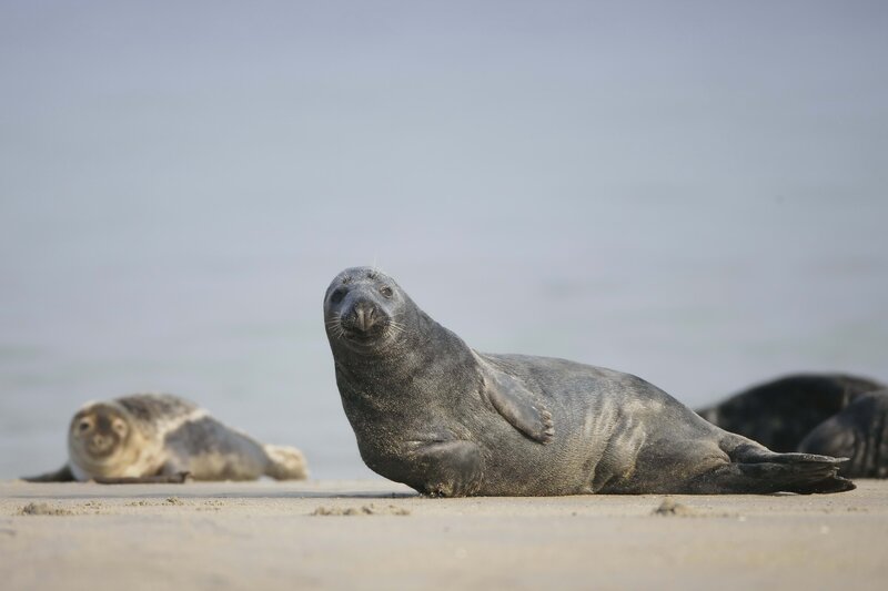 Seals on a sandy beach