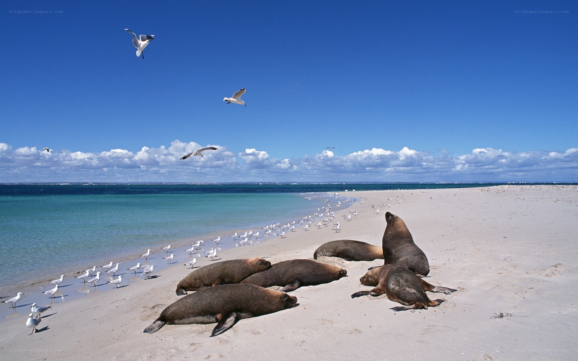 Seals on a sunny beach
