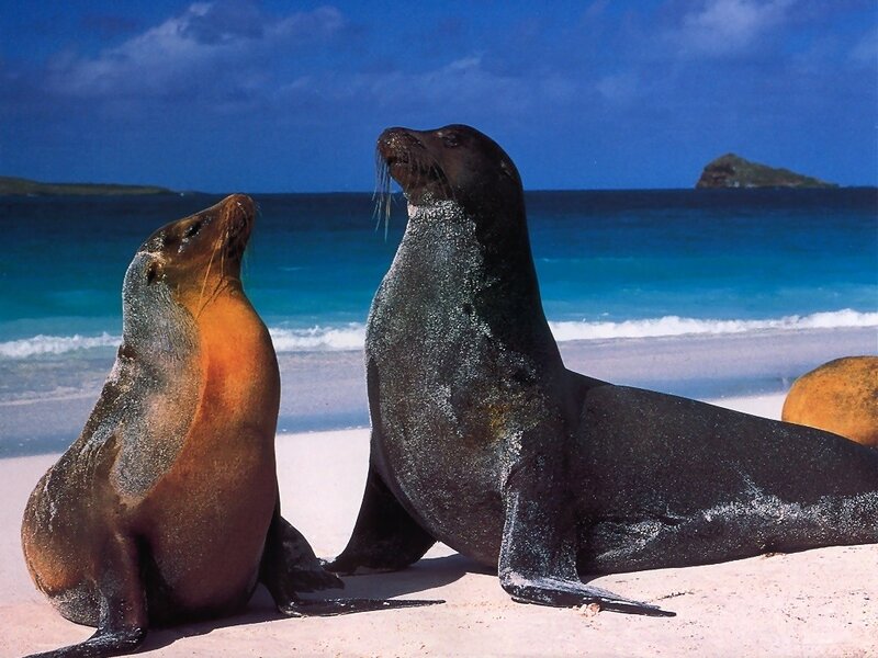 Seals on a tropical beach