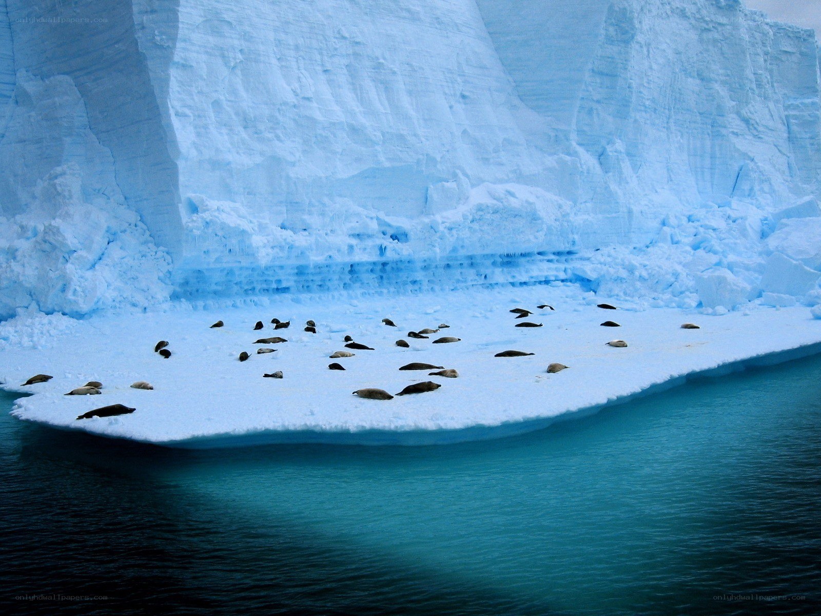 Seals on an ice floe