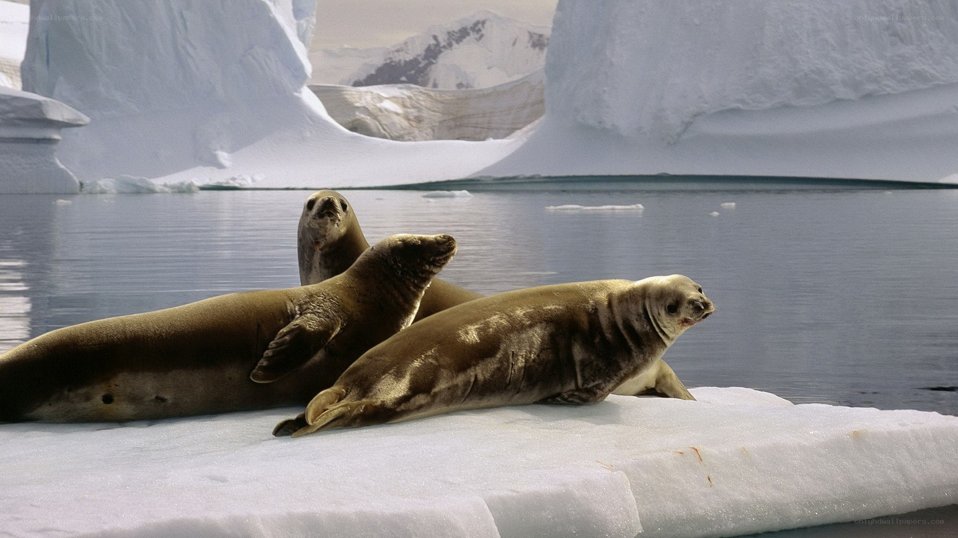 Seals on an ice floe