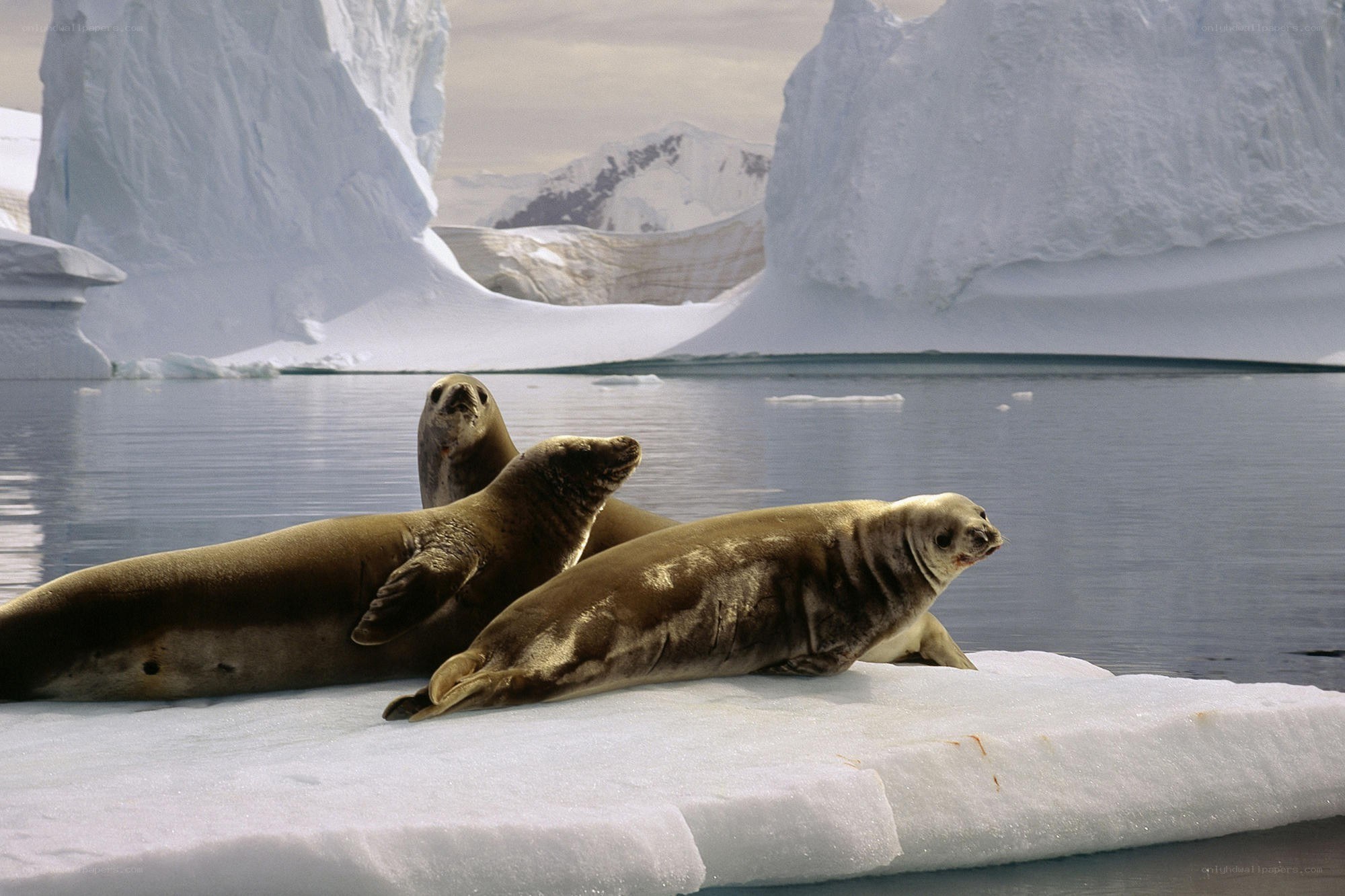Seals on an ice floe