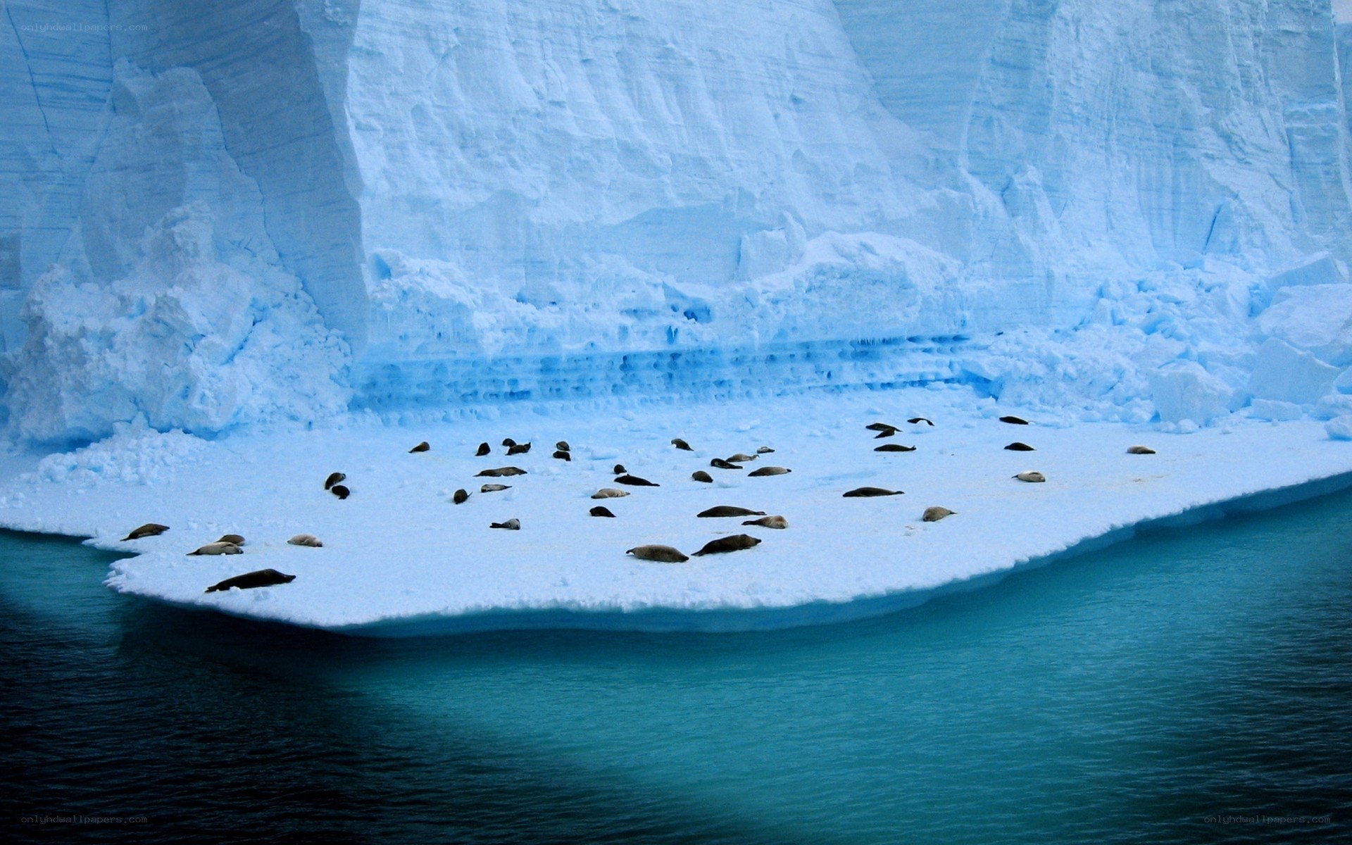 Seals on an ice floe