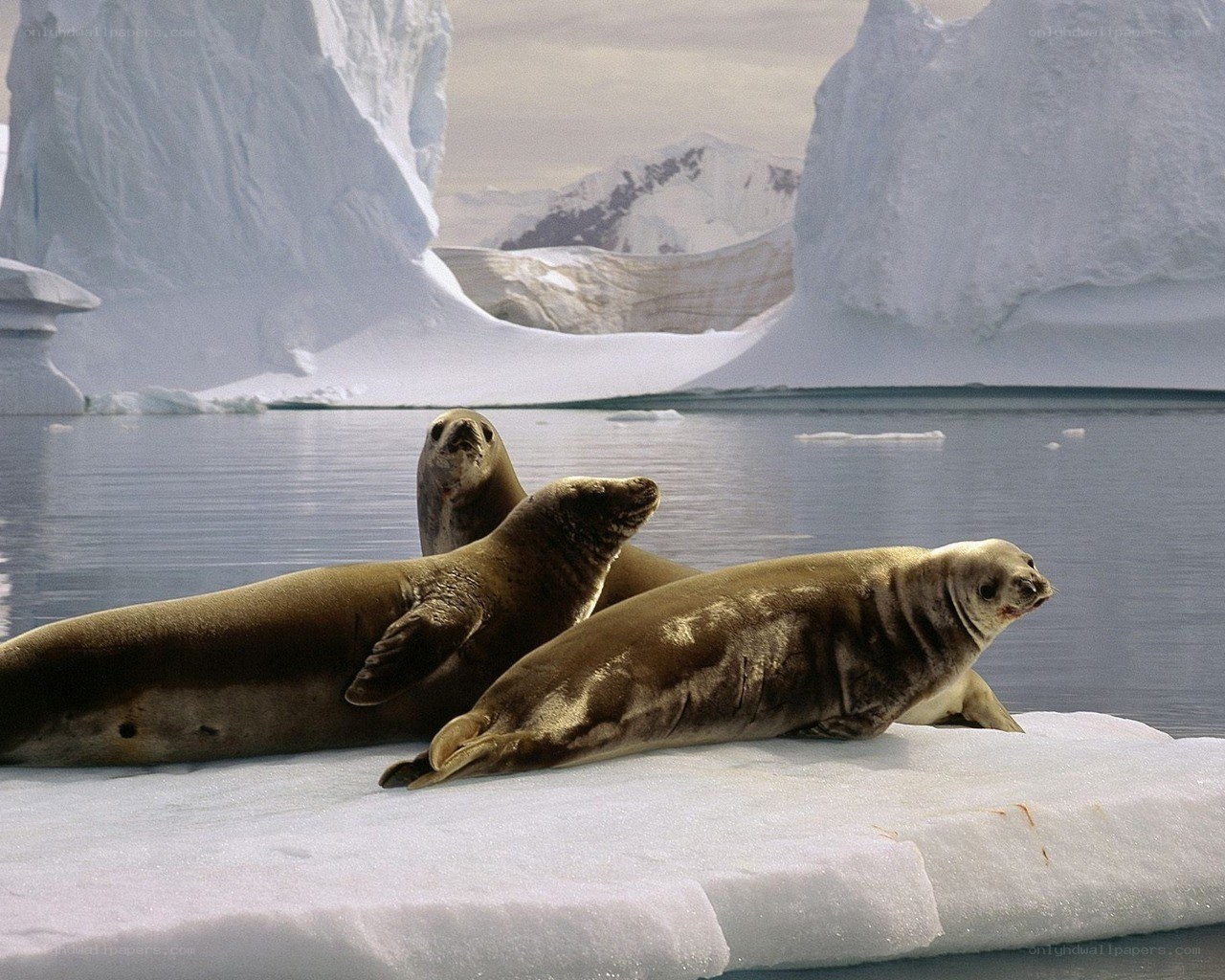 Seals on an ice floe