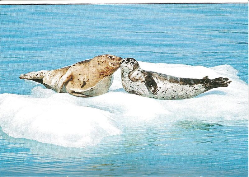 Seals on an ice floe