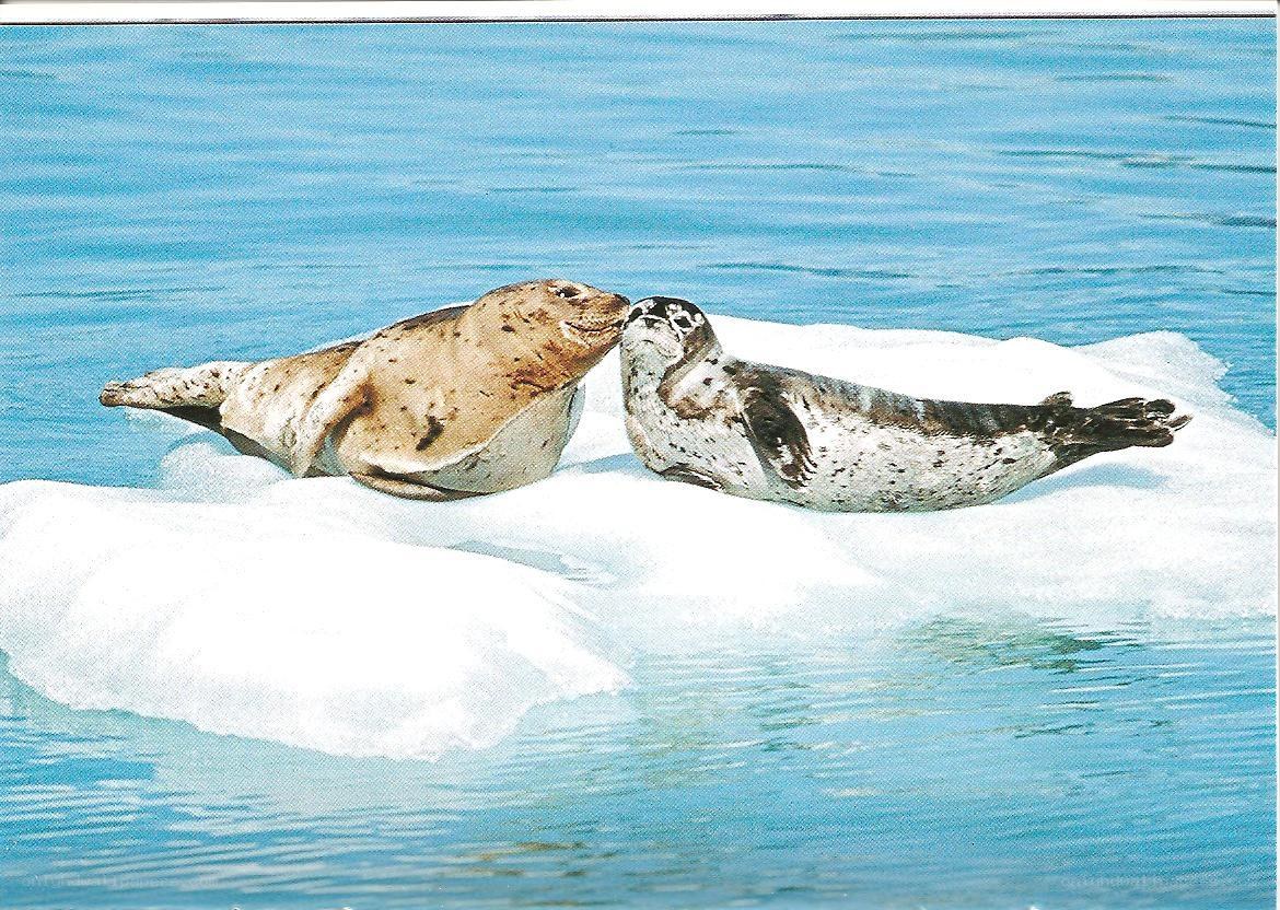Seals on an ice floe