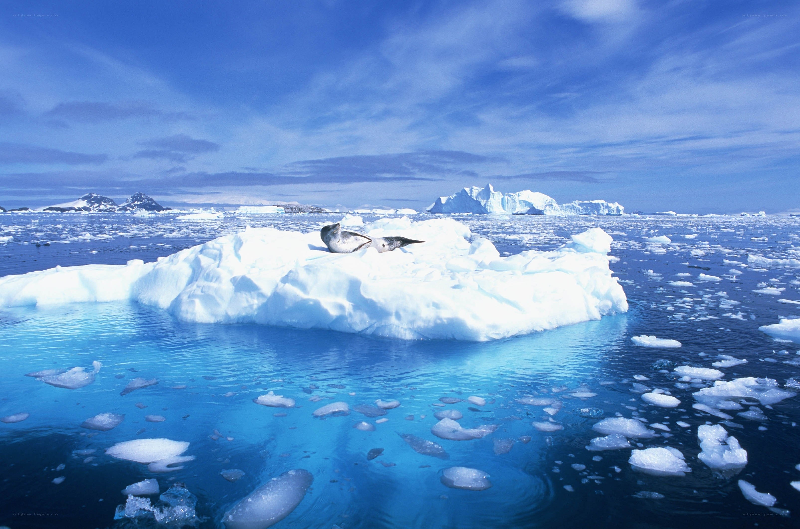Seals on an ice floe