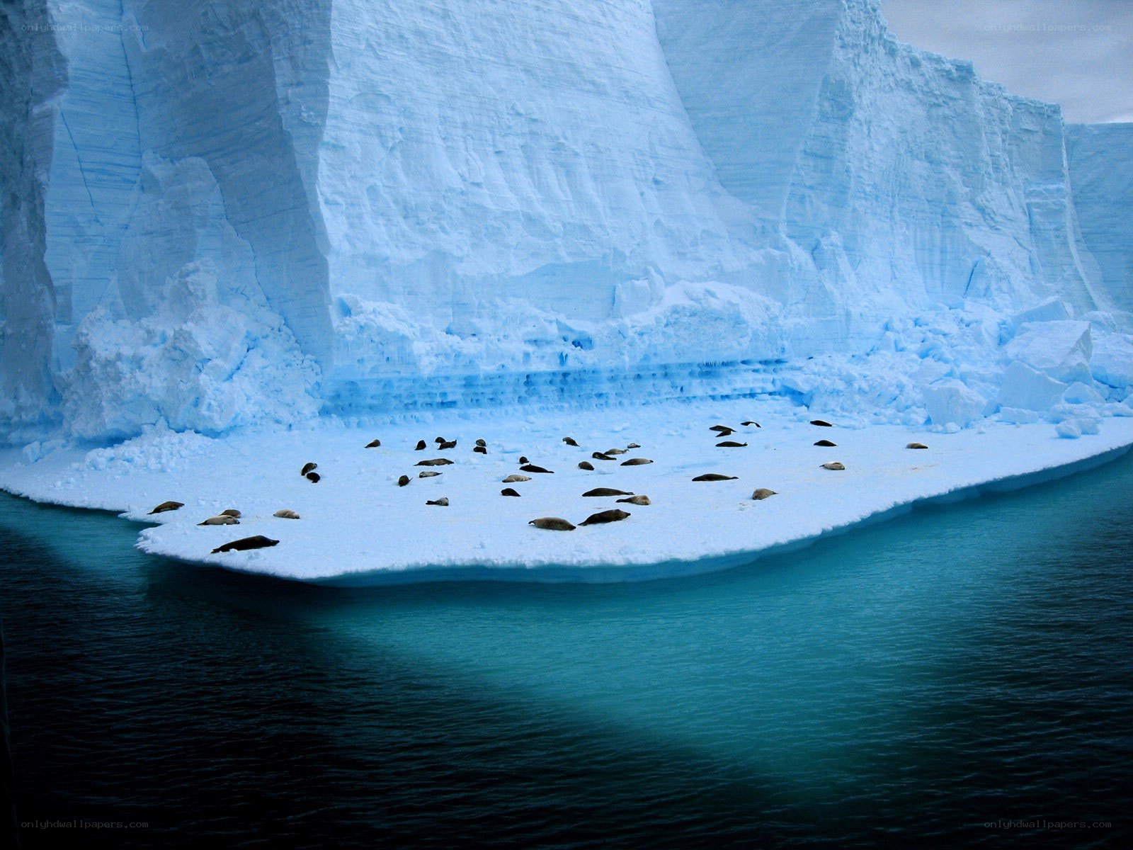 Seals on an iceberg