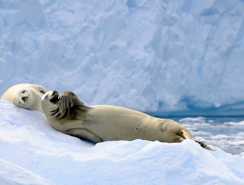 Seals on an iceberg