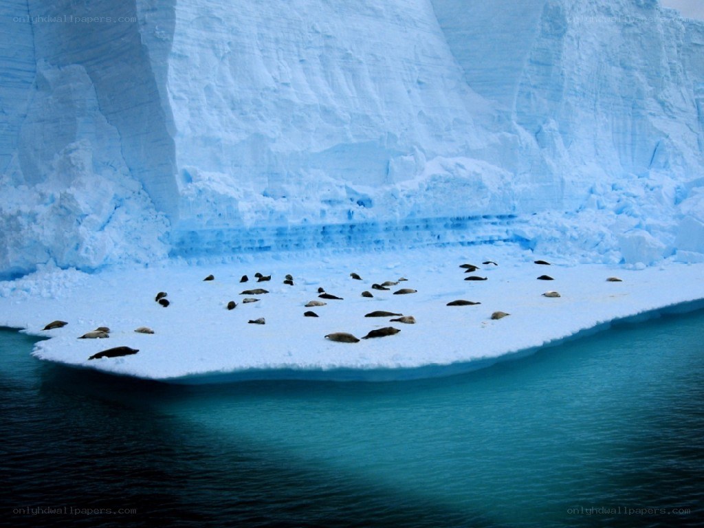 Seals on an iceberg