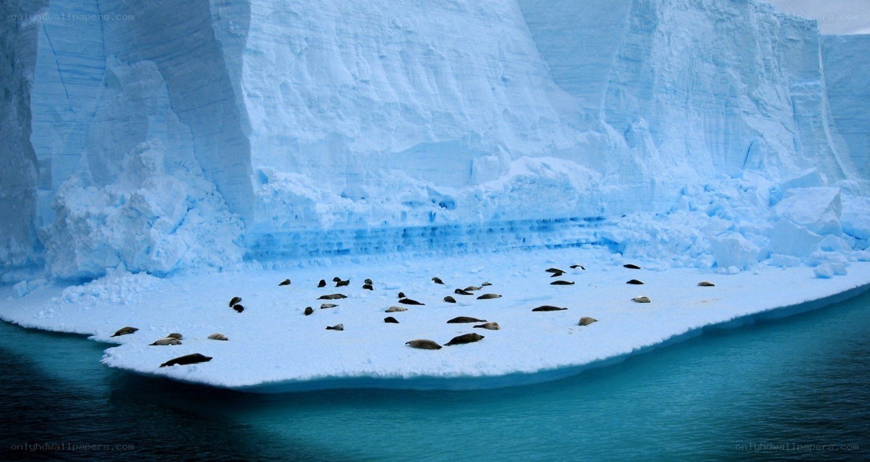 Seals on an iceberg