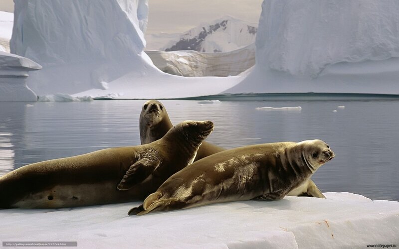 Seals on an iceberg