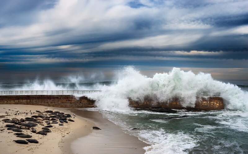 Seals on Beach — Blue