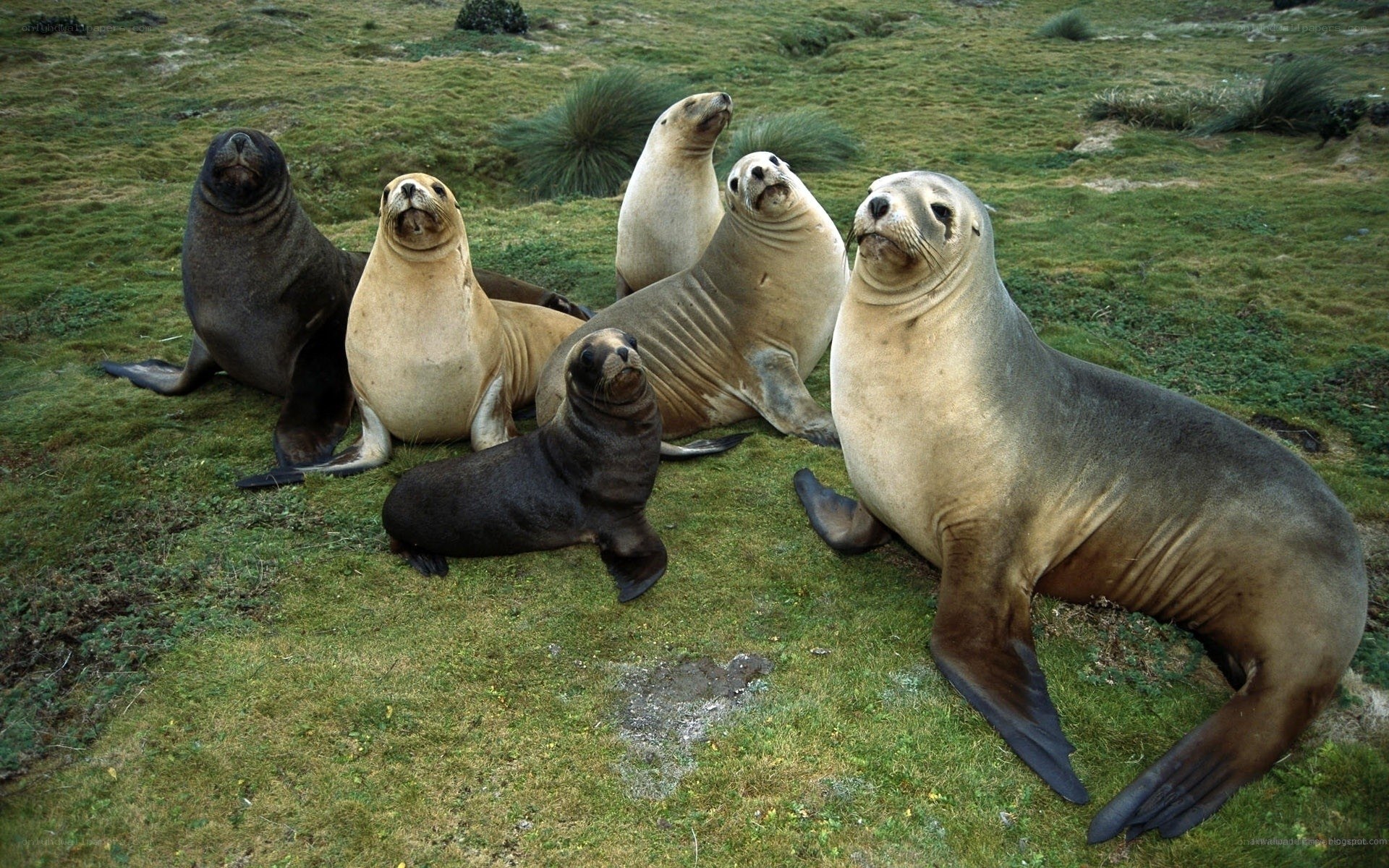 seals on grassy hill