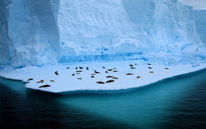 Seals on Ice Floe — Blue, Cold