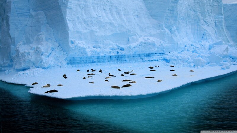 Seals on Ice Floe — Blue