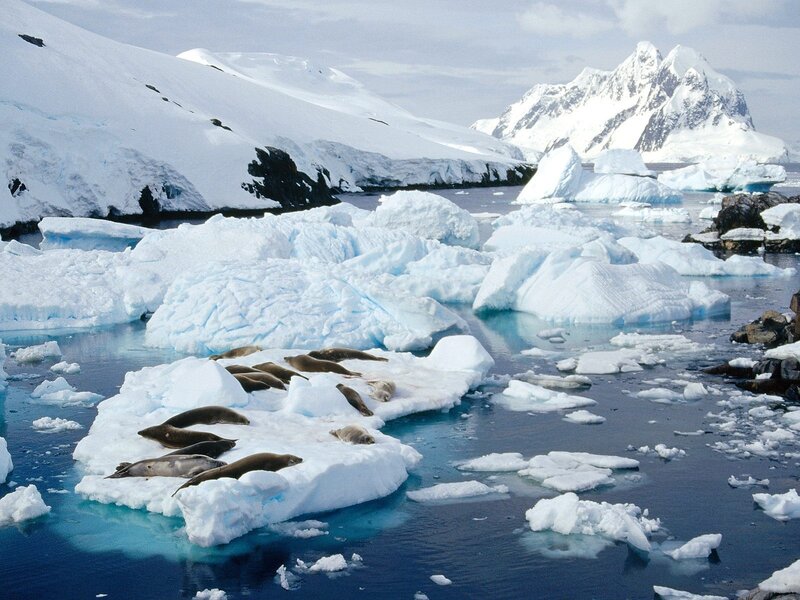 Seals on ice floe in Antarctica