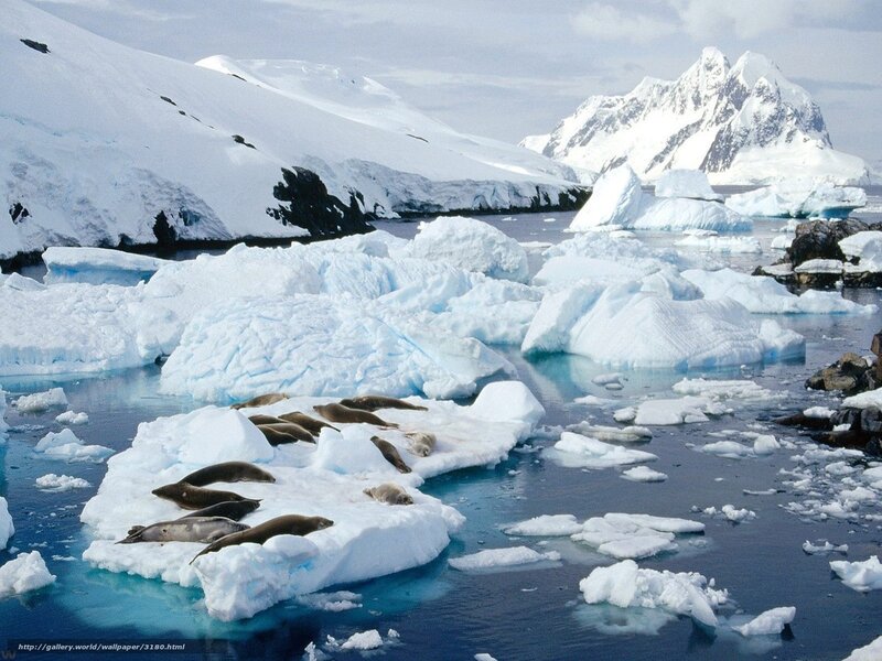 Seals on ice floe in Antarctica