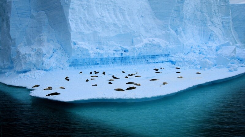 Seals on Ice Floe