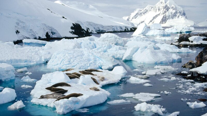 Seals on Ice Floe — White, Cold, Winter