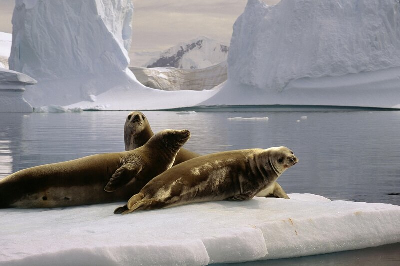 Seals on Ice Floe — White, Serene, Photograph