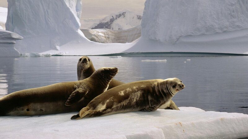 Seals on Ice Floe — White, Serene