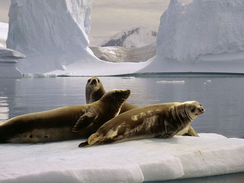 Seals on Ice Floe — White, Serene, Winter