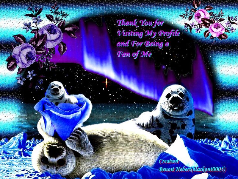 Seals on Ice