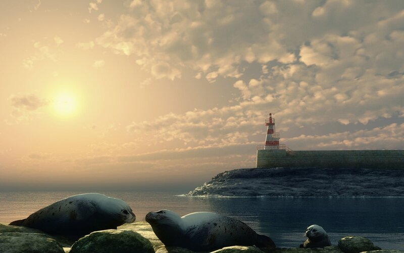 Seals on Rocks — Blue