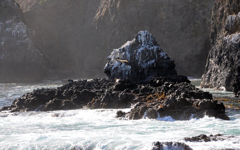 Seals on rocky coast