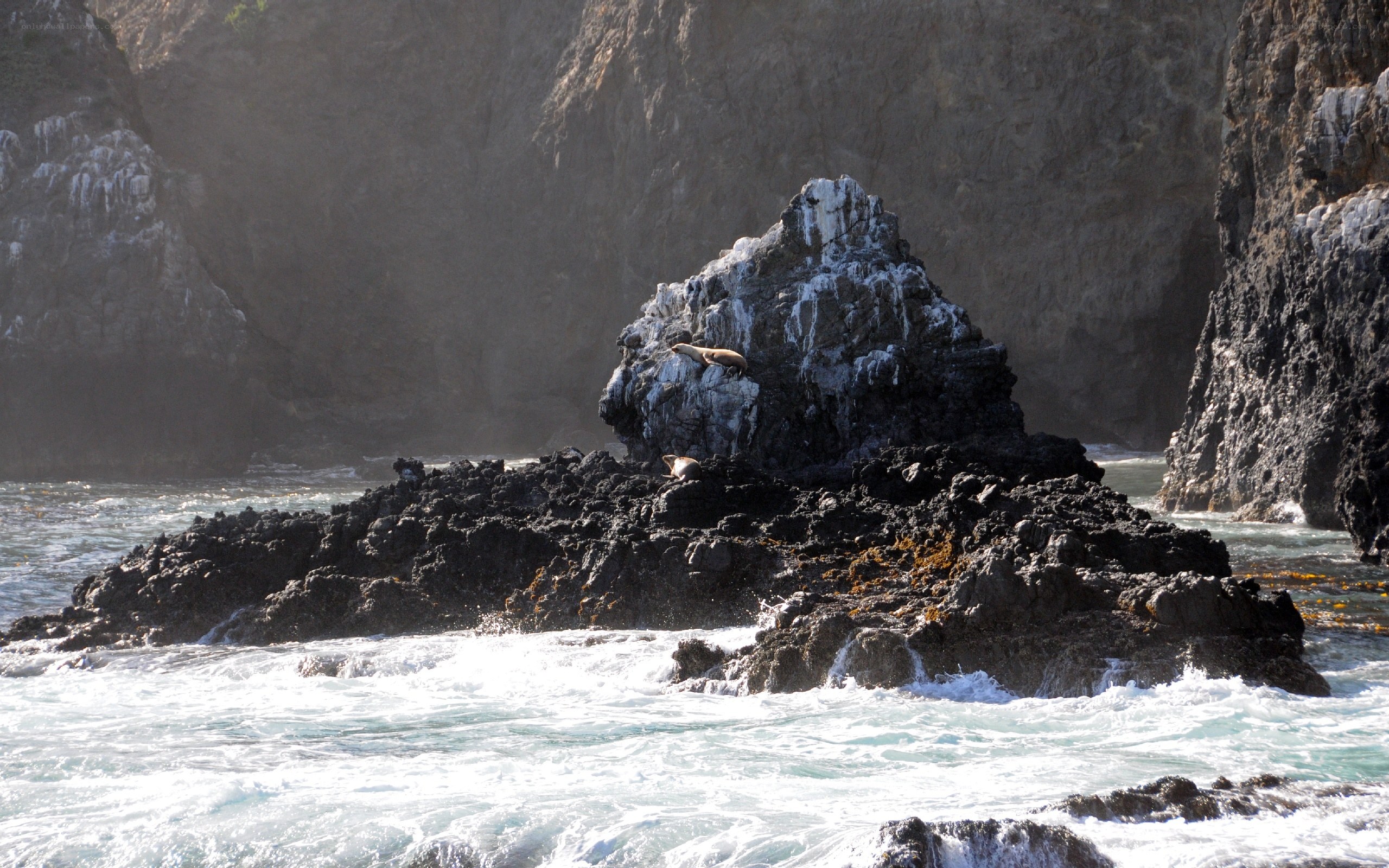 Seals on rocky coast
