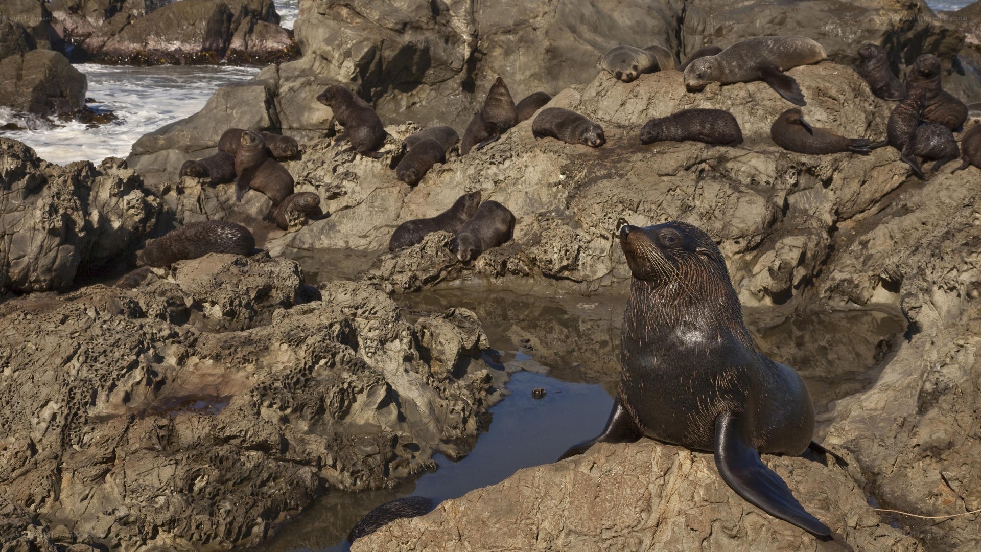 Seals on rocky shore