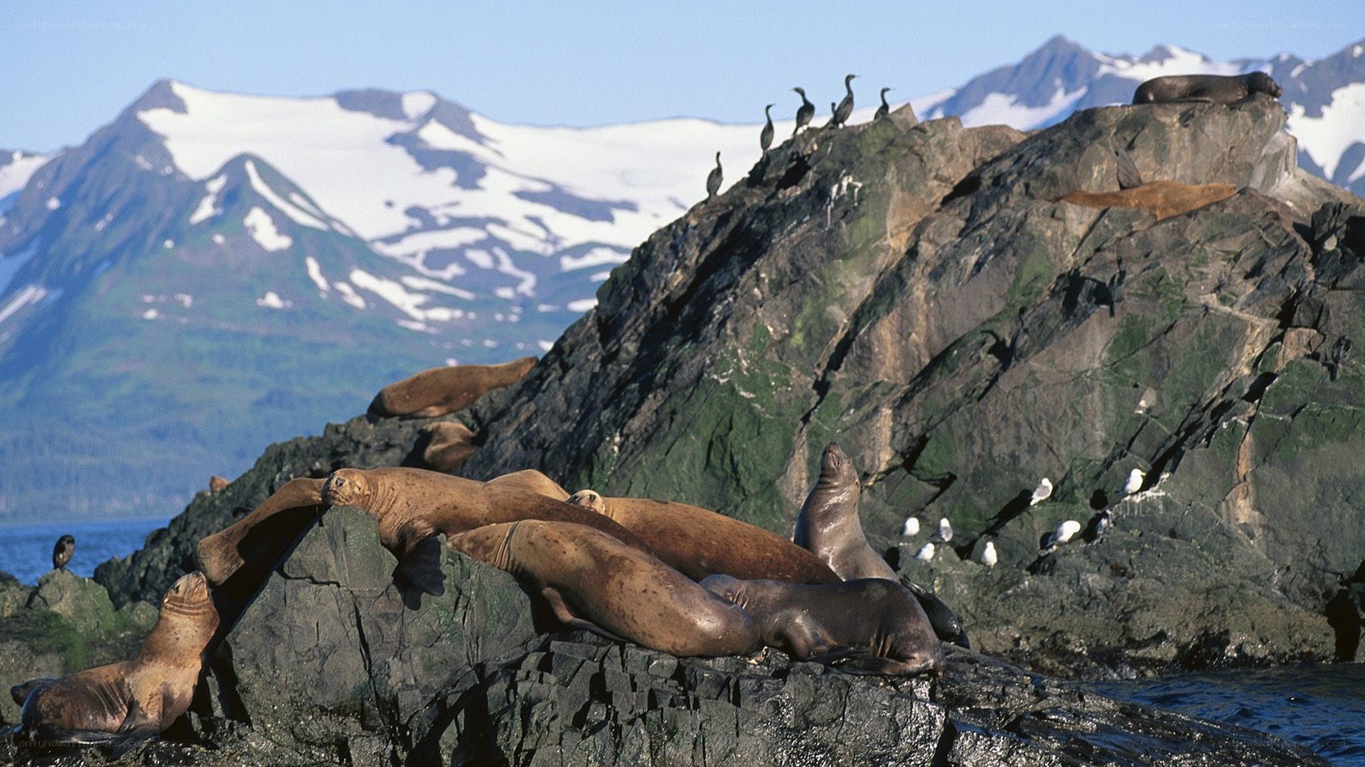 Seals on rocky shore