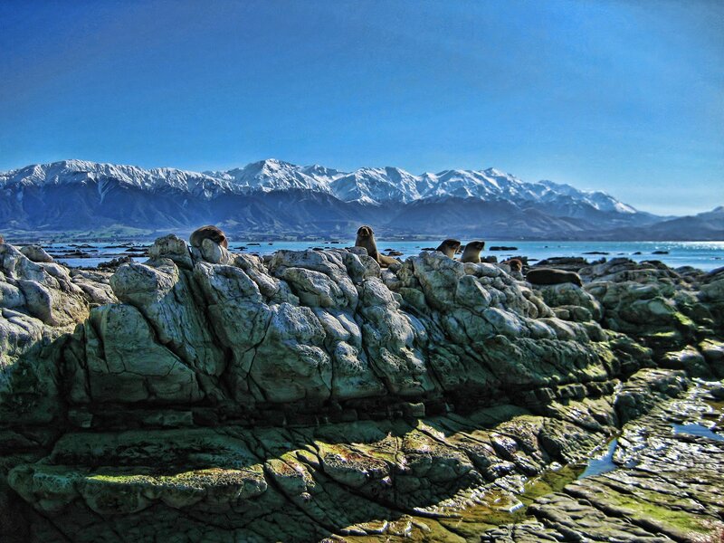Seals on Rocky Shore — Blue
