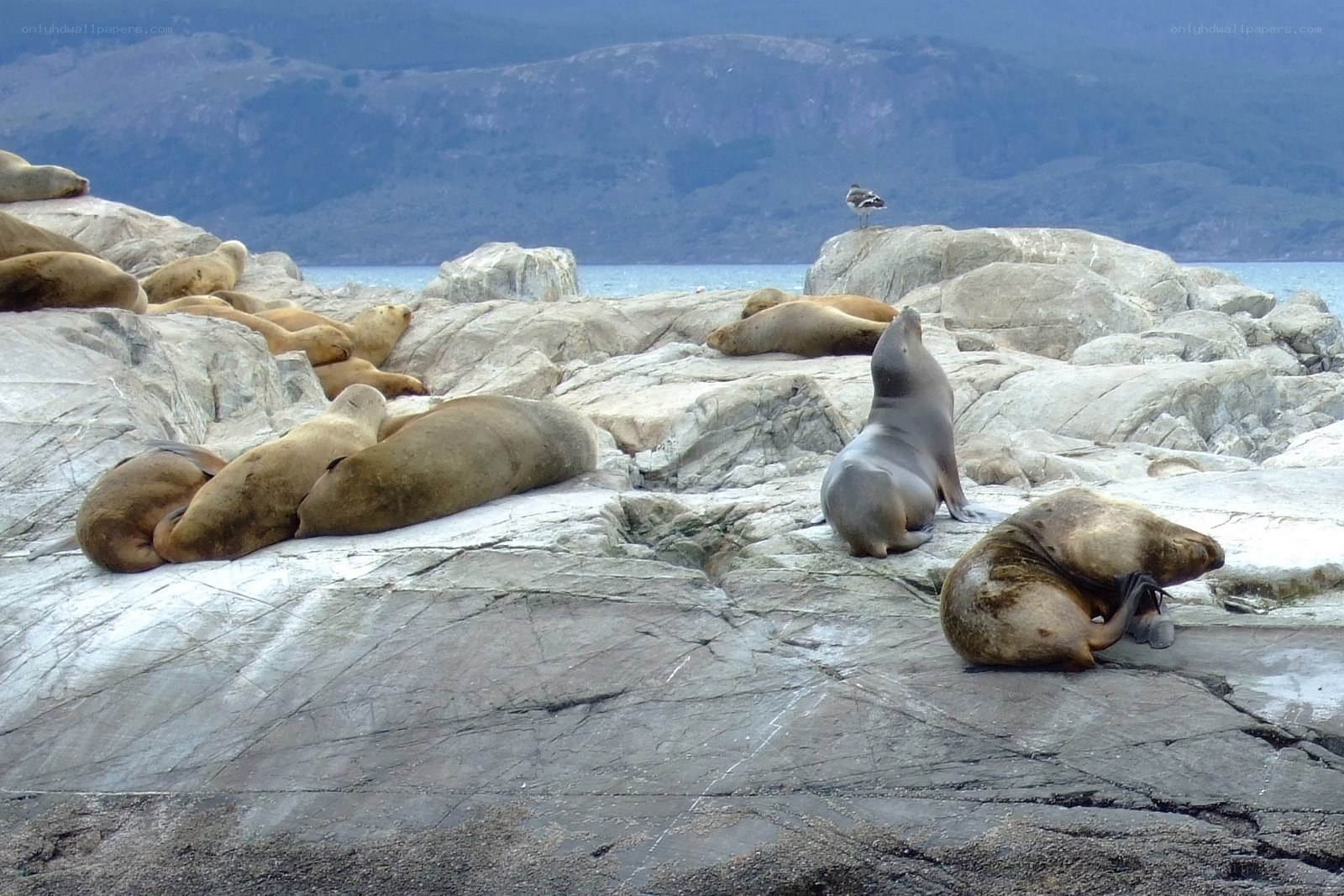 Seals on rocky shore