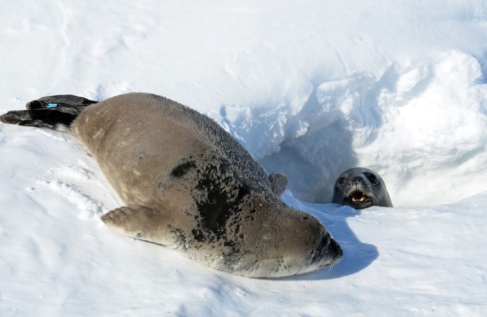 Seals on snowy ice