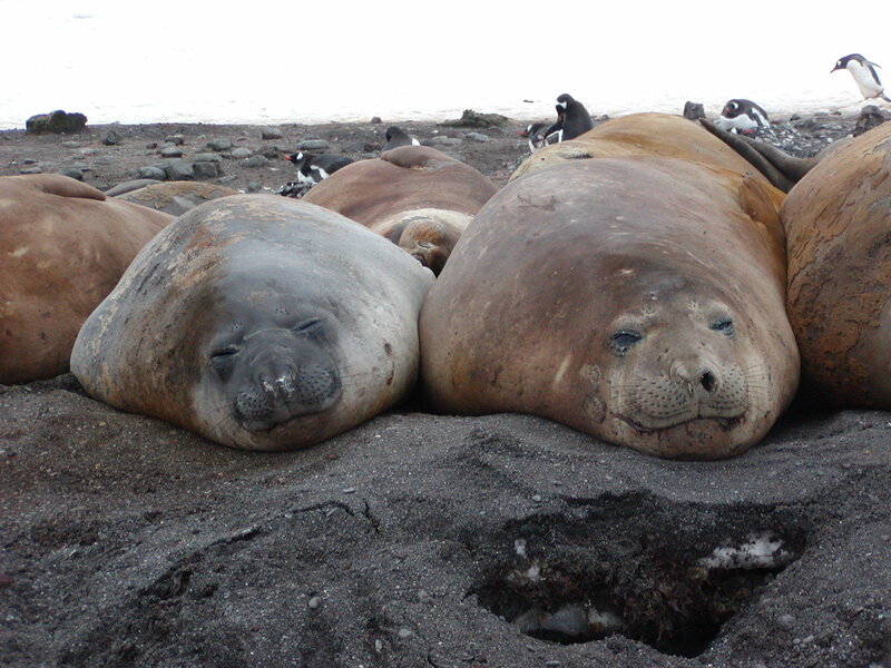 Seals resting on a beach
