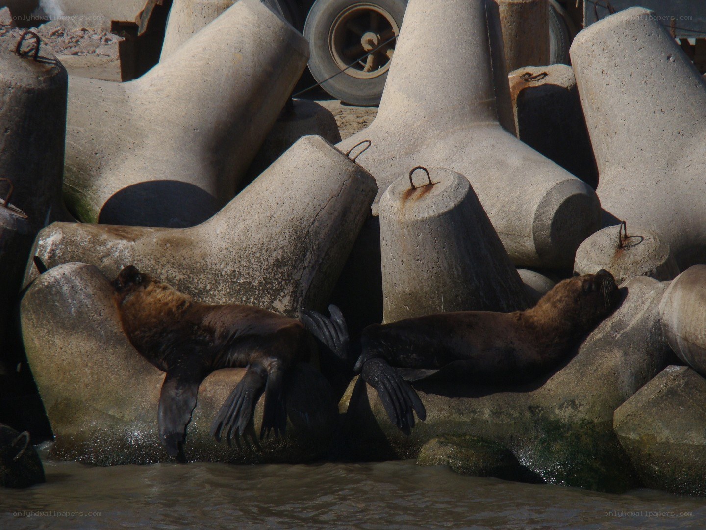 Seals resting on concrete blocks