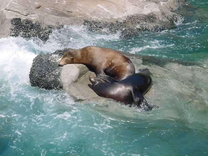 Seals resting on rocks